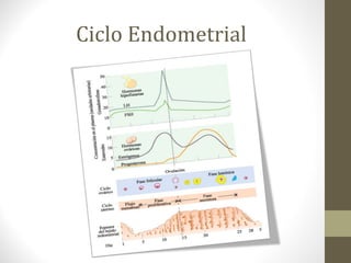 Ciclo Endometrial
 