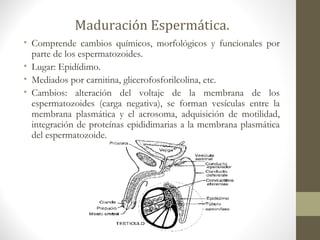 Maduración Espermática.
• Comprende cambios químicos, morfológicos y funcionales por
parte de los espermatozoides.
• Lugar: Epidídimo.
• Mediados por carnitina, glicerofosforilcolina, etc.
• Cambios: alteración del voltaje de la membrana de los
espermatozoides (carga negativa), se forman vesículas entre la
membrana plasmática y el acrosoma, adquisición de motilidad,
integración de proteínas epididimarias a la membrana plasmática
del espermatozoide.
 