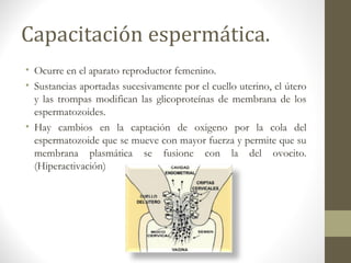 Capacitación espermática.
• Ocurre en el aparato reproductor femenino.
• Sustancias aportadas sucesivamente por el cuello uterino, el útero
y las trompas modifican las glicoproteínas de membrana de los
espermatozoides.
• Hay cambios en la captación de oxigeno por la cola del
espermatozoide que se mueve con mayor fuerza y permite que su
membrana plasmática se fusione con la del ovocito.
(Hiperactivación)
 