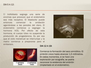 DIA 5 A 12:
El trofoblasto segrega una serie de
encimas que provocan que el endometrio
sea más receptivo. El blastocito puede
entonces comenzar la anidación
agarrándose a las paredes del útero. El
endometrio comienza a segregar la
hormona hCG. Por efecto de esta
hormona, el cuerpo lúteo no suspende la
producción de progesterona. Es por eso
que el ciclo menstrual se interrumpe y la
matriz comienza a prepararse para el
embarazo.
DIA 12 A 19:
Comienza la formación del saco amniótico. El
embrión crece hasta alcanzar 1,5 milímetros.
En estos momentos, si se hace una
exploración por ecografía, se podría
reconocer la existencia del embrión
(implantado en el endometrio).
 