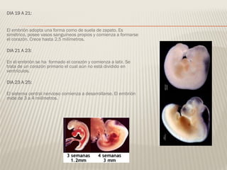 DIA 19 A 21:
El embrión adopta una forma como de suela de zapato. Es
simétrico, posee vasos sanguíneos propios y comienza a formarse
el corazón. Crece hasta 2,5 milímetros.
DIA 21 A 23:
En el embrión se ha formado el corazón y comienza a latir. Se
trata de un corazón primario el cual aún no está dividido en
ventrículos.
DIA 23 A 25:
El sistema central nervioso comienza a desarrollarse. El embrión
mide de 3 a 4 milímetros.
 