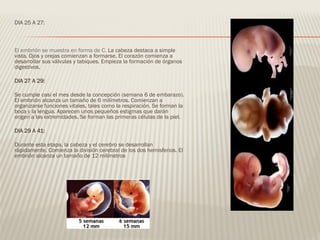 DIA 25 A 27:
El embrión se muestra en forma de C. La cabeza destaca a simple
vista. Ojos y orejas comienzan a formarse. El corazón comienza a
desarrollar sus válvulas y tabiques. Empieza la formación de órganos
digestivos.
DIA 27 A 29:
Se cumple casi el mes desde la concepción (semana 6 de embarazo).
El embrión alcanza un tamaño de 6 milímetros. Comienzan a
organizarse funciones vitales, tales como la respiración. Se forman la
boca y la lengua. Aparecen unos pequeños estigmas que darán
origen a las extremidades. Se forman las primeras células de la piel.
DIA 29 A 41:
Durante esta etapa, la cabeza y el cerebro se desarrollan
rápidamente. Comienza la división cerebral de los dos hemisferios. El
embrión alcanza un tamaño de 12 milímetros
 