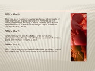 SEMANA 10 A 11:
El cerebro crece rápidamente y alcanza el desarrollo completo. En
la cara comienzan a apreciarse facciones humanas. Se han
formado las cuerdas vocales y el feto es capaz de emitir sonidos.
Aparecen las uñas. El feto muestra reflejos, su piel es sensible.
Crece alcanzando 76 mm.
SEMANA 12 A 13:
Por primera vez vas a sentir a tu feto, cuyos movimientos
comienzas a notar. Podrás oír los latidos de su corazón. También se
puede confirmar por ecografía el sexo.
SEMANA 14 A 17:
El feto muestra bastante actividad, moviendo a menudo su cabeza,
brazos y piernas. Comienzan a formarse las huellas dactilares.
 