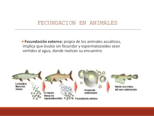Fecundacion
