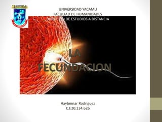 UNIVERSIDAD YACAMU
FACULTAD DE HUMANIDADES
DIRECCION DE ESTUDIOS A DISTANCIA
LA
FECUNDACION
Haybemar Rodríguez
C.I:20.234.626
 