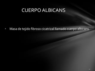 • Masa de tejido fibroso cicatrizal llamado cuerpo albicans.
CUERPO ALBICANS
 