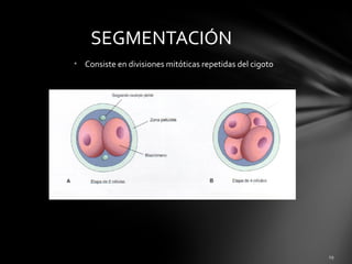 • Consiste en divisiones mitóticas repetidas del cigoto
SEGMENTACIÓN
 