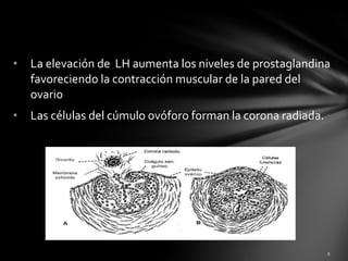 • La elevación de LH aumenta los niveles de prostaglandina
favoreciendo la contracción muscular de la pared del
ovario
• Las células del cúmulo ovóforo forman la corona radiada.
 