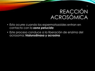 REACCIÓN
ACROSÓMICA
• Esto ocurre cuando los espermatozoides entran en
contacto con la zona pelucida
• Este proceso conduce a la liberación de enzima del
acrosoma: hialurodinasa y acrosina
17
 