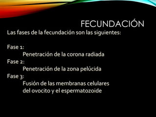Las fases de la fecundación son las siguientes:
Fase 1:
Penetración de la corona radiada
Fase 2:
Penetración de la zona pelúcida
Fase 3:
Fusión de las membranas celulares
del ovocito y el espermatozoide
FECUNDACIÓN
 