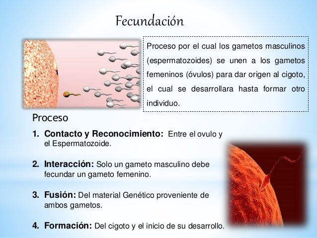 Fecundacion Y Sus Tipos
