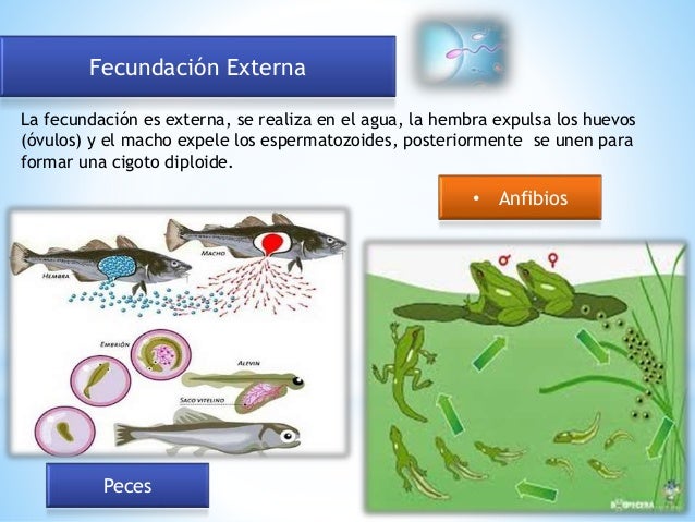 Que Es La Fecundacion Externa Ejemplos Nuevo Ejemplo