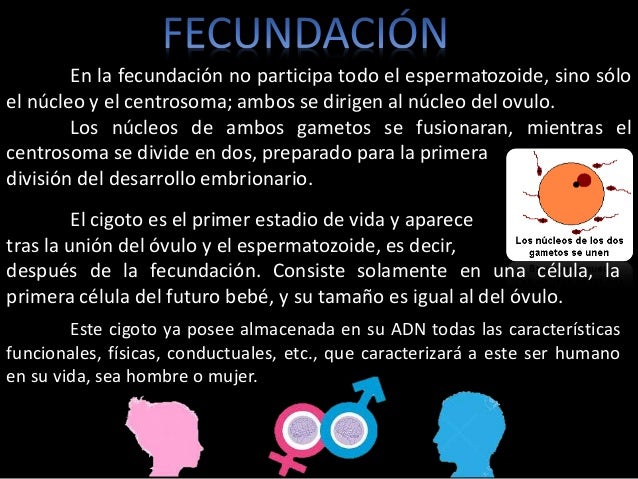 Fecundacion etapas del desarrollo embrionario.