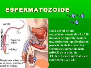 ESPERMATOZOIDE


                            Los 2 a 6 ml de una
55-60MICROMETROS




                            eyaculación consta de 40 a 250
                            millones de espermatozoides
                            mezclados con líquido alcalino
                            procedente de las vesículas
                            seminales y secreción ácida
                            (pH6,5) de la próstata.
                             El ph del semen normal suele
                            estar entre 7.2 y 7.8.
 