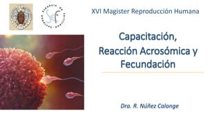 XVI Magister Reproducción Humana
Capacitación,
Reacción Acrosómica y
Fecundación
Dra. R. Núñez Calonge
 