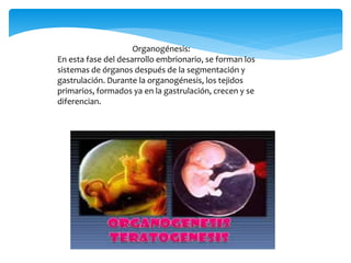 Organogénesis:
En esta fase del desarrollo embrionario, se forman los
sistemas de órganos después de la segmentación y
gastrulación. Durante la organogénesis, los tejidos
primarios, formados ya en la gastrulación, crecen y se
diferencian.
 