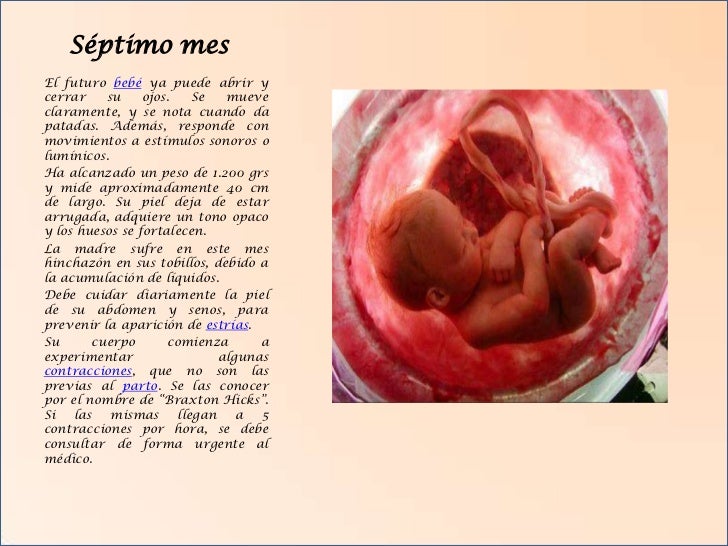 Fecundacion Embarazo Y Parto