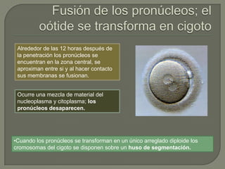 •Cuando los pronúcleos se transforman en un único arreglado diploide los
cromosomas del cigoto se disponen sobre un huso de segmentación.
Alrededor de las 12 horas después de
la penetración los pronúcleos se
encuentran en la zona central, se
aproximan entre si y al hacer contacto
sus membranas se fusionan.
Ocurre una mezcla de material del
nucleoplasma y citoplasma; los
pronúcleos desaparecen.
 