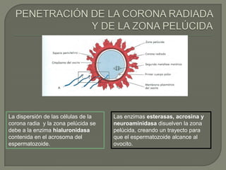 La dispersión de las células de la
corona radia y la zona pelúcida se
debe a la enzima hialuronidasa
contenida en el acrosoma del
espermatozoide.
Las enzimas esterasas, acrosina y
neuroaminidasa disuelven la zona
pelúcida, creando un trayecto para
que el espermatozoide alcance al
ovocito.
 
