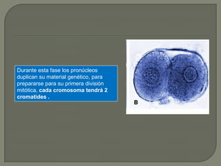 Durante esta fase los pronúcleos
duplican su material genético, para
prepararse para su primera división
mitótica, cada cromosoma tendrá 2
cromatides .
 