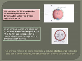 Los cromosomas se organizan por
pares correspondientes en lo
denominados alelos y se dividen
longitudinalmente.
En un principio forman una célula con
un aporte cromosómico diploide (46
XX o 46 XY) que corresponden al
cigoto, el cual sufre con rapidez una
primera división mitótica.
“La primera mitosis da como resultado 2 células blastómeras rodeadas
solo por la zona pelucida, constituyendo así el inicio de un nuevo ser”
 