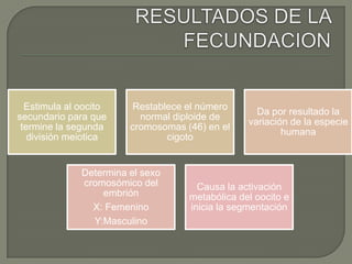 Estimula al oocito
secundario para que
termine la segunda
división meiotica
Restablece el número
normal diploide de
cromosomas (46) en el
cigoto
Da por resultado la
variación de la especie
humana
Determina el sexo
cromosómico del
embrión
X: Femenino
Y:Masculino
Causa la activación
metabólica del oocito e
inicia la segmentación
 
