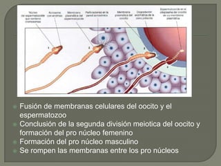  Fusión de membranas celulares del oocito y el
espermatozoo
 Conclusión de la segunda división meiotica del oocito y
formación del pro núcleo femenino
 Formación del pro núcleo masculino
 Se rompen las membranas entre los pro núcleos
 