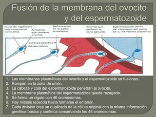 1. Las membranas plasmáticas del ovocito y el espermatozoide se fusionan.
2. Rompen en la zona de unión.
3. La cabeza y cola del espermatozoide penetran al ovocito.
4. La membrana plasmática del espermatozoide queda rezagada.
5. Se forma un cigoto con 46 cromosomas.
6. Hay mitosis repetida hasta formarse el embrión.
7. Cada división crea un duplicado de la célula original con la misma información
genética básica y continúa conservando los 46 cromosomas.
 