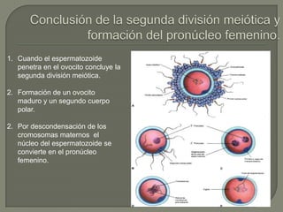 1. Cuando el espermatozoide
penetra en el ovocito concluye la
segunda división meiótica.
2. Formación de un ovocito
maduro y un segundo cuerpo
polar.
2. Por descondensación de los
cromosomas maternos el
núcleo del espermatozoide se
convierte en el pronúcleo
femenino.
 