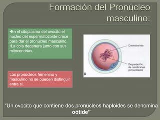 •En el citoplasma del ovocito el
núcleo del espermatozoide crece
para dar el pronúcleo masculino.
•La cola degenera junto con sus
mitocondrias.
Los pronúcleos femenino y
masculino no se pueden distinguir
entre si.
“Un ovocito que contiene dos pronúcleos haploides se denomina
oótide”
 