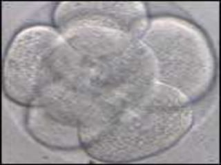 Fecundacion In Vitro | PPT