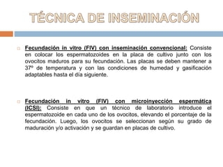  Fecundación in vitro (FIV) con inseminación convencional: Consiste
en colocar los espermatozoides en la placa de cultivo junto con los
ovocitos maduros para su fecundación. Las placas se deben mantener a
37º de temperatura y con las condiciones de humedad y gasificación
adaptables hasta el día siguiente.
 Fecundación in vitro (FIV) con microinyección espermática
(ICSI): Consiste en que un técnico de laboratorio introduce el
espermatozoide en cada uno de los ovocitos, elevando el porcentaje de la
fecundación. Luego, los ovocitos se seleccionan según su grado de
maduración y/o activación y se guardan en placas de cultivo.
 