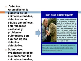  Defectos:
Anomalías en la
placenta de los
animales clonados,
defectos en las
células sanguíneas,
enfermedades
cardiacas y
problemas
pulmonares son
algunos de los
defectos
detectados.
 Sobrepeso:
Problemas de peso
que presentan los
animales clonados,
 