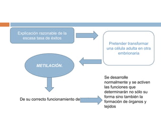 Explicación razonable de la
escasa tasa de éxitos
Pretender transformar
una célula adulta en otra
embrionaria
METILACIÓN.
De su correcto funcionamiento depende que
Se desarrolle
normalmente y se activen
las funciones que
determinarán no sólo su
forma sino también la
formación de órganos y
tejidos
 