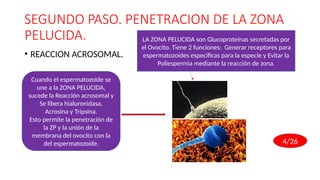 FECUNDACION – NIDACION E IMPLANTACION [Recuperado] [Recuperado].pptx