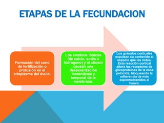 Formación del cono
de fertilización o
protusión en el
citoplasma del óvulo.
Los cambios iónicos
(de calcio, sodio e
hidrógeno) y el citosol
causan una
despolarización
instantánea y
temporal de la
membrana.
Los gránulos corticales
expulsan su contenido al
espacio que les rodea.
Esta reacción cortical
altera los receptores de
glicoproteinas de la zona
pelúcida, bloqueando la
adherencia de más
espermatozoides al
huevo.
ETAPAS DE LA FECUNDACION
 