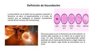 Definición de fecundación
La fecundación es la fusión de los gametos masculino y
femenino, es decir, el espermatozoide y el óvulo, de
manera que se restablece la dotación cromosómica
normal del ser humano (46 cromosomas).
Para que pueda ocurrir el fenómeno de la fecundación, el
hombre debe eyacular en el interior de la vagina de la
mujer. En este momento, los espermatozoides podrán
ascender por el tracto genital femenino y llegar hasta las
trompas de Falopio, lugar donde se encontrarán con el
óvulo.
 