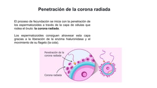 Penetración de la corona radiada
El proceso de fecundación se inicia con la penetración de
los espermatozoides a través de la capa de células que
rodea el óvulo: la corona radiada.
Los espermatozoides consiguen atravesar esta capa
gracias a la liberación de la enzima hialuronidasa y el
movimiento de su flagelo (la cola).
 