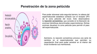 Penetración de la zona pelúcida
Para poder atravesar esta segunda barrera, la cabeza del
espermatozoide establece contacto con el receptor ZP3
de la zona pelúcida del óvulo. Esto desencadena
la reacción acrosómica, que consiste en la liberación de
enzimas hidrolíticas denominadas espermiolisinas. Dichas
enzimas disuelven la zona pelúcida para permitir el paso
del espermatozoide.
Asimismo, la reacción acrosómica provoca una serie de
cambios en el espermatozoide que permiten su
capacitación final para poder penetrar en el interior del
óvulo fundiendo sus membranas.
 