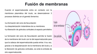 Fusión de membranas
Cuando el espermatozoide entra en contacto con la
membrana plasmática del óvulo, se desencadenan 3
procesos distintos en el gameto femenino:
•La formación del cono de fecundación
•La despolarización instantánea de su membrana
•La liberación de gránulos corticales al espacio perivitelino
La formación del cono de fecundación permite la fusión
de la membrana del óvulo con la del espermatozoide para
que la cabeza del espermatozoide pueda entrar. A su vez,
gracias a la despolarización de la membrana del óvulo y a
la liberación de gránulos corticales, se evita la entrada de
otro espermatozoide.
 