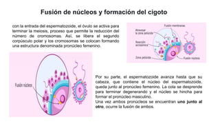 Fusión de núcleos y formación del cigoto
con la entrada del espermatozoide, el óvulo se activa para
terminar la meiosis, proceso que permite la reducción del
número de cromosomas. Así, se libera el segundo
corpúsculo polar y los cromosomas se colocan formando
una estructura denominada pronúcleo femenino.
Por su parte, el espermatozoide avanza hasta que su
cabeza, que contiene el núcleo del espermatozoide,
queda junto al pronúcleo femenino. La cola se desprende
para terminar degenerando y el núcleo se hincha para
formar el pronúcleo masculino.
Una vez ambos pronúcleos se encuentran uno junto al
otro, ocurre la fusión de ambos.
 