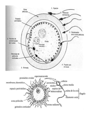 Fecundacion y desarrollo embrionario