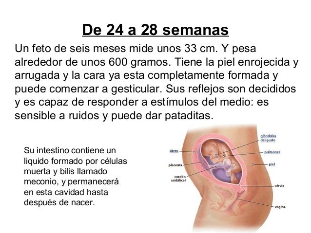 Cuanto Pesa Un Bebe A Las 28 Semanas De Gestacion Articulo Para Bebes