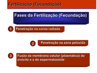 Fertilização (Fecundação)

    Fases da Fertilização (Fecundação)


1   Penetração na coroa radiada



             2     Penetração na zona pelúcida



3    Fusão da membrana celular (plasmática) do
     ovócito e a do espermatozóide
 