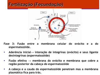 Fertilização (Fecundação)




Fase 3: Fusão entre a membrana celular do ovócito e a do
    espermatozóide.
   Aderência inicial→ interação de integrinas (ovócito) e seus ligante
    desintegrinas (espermatozóide)
   Fusão efetiva → membrana do ovócito e membrana que cobre a
    região posterior da cabeça do espermatozóide
   A cabeça e a cauda do espermatozóíde penetram mas a membrana
    plasmática fica para trás.
 