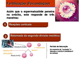 Fertilização (Fecundação)

      Assim que o espermatozóide penetra
      no ovócito, este responde de três
      maneiras:

 1      Reações corticais



  2       Retomada da segunda divisão meiótica



              Ovócito II (1n2C)                          Período de Maturação
                                      1º Glóbulo polar
                                  Meiose II
                                                         No momento da “ovulação” é
Metáfase II                                              liberado o ovócito II (metáfase II
(OVULAÇÃO)                                               da meiose)
        Óvulo (1n1C)
 