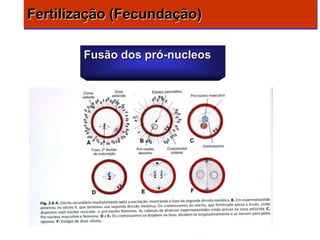 Fertilização (Fecundação)

        Fusão dos pró-nucleos
 