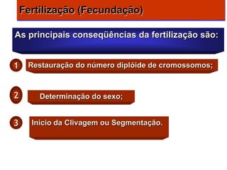 Fertilização (Fecundação)

As principais conseqüências da fertilização são:


1    Restauração do número diplóide de cromossomos;



2       Determinação do sexo;


3     Inicio da Clivagem ou Segmentação.
 