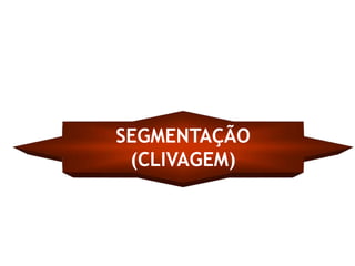 SEGMENTAÇÃO
 (CLIVAGEM)
 