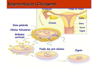 Segmentação (Clivagem)
                         Fecundação            Trompa de falópio




                                                          Ovário

                               Ovulação                   Útero
   Zona pelúcida
                                                           Cervix
 Células foliculares                                       Vagina

     Grânulos
     corticais




                       Fusão dos pró-núcleos
                                                      Zigoto
 